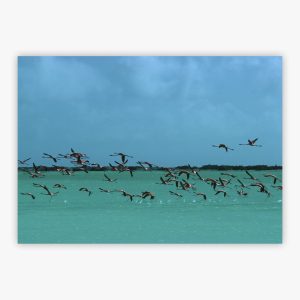 Flamingos In Curacao