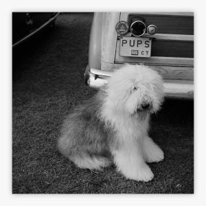 Old English Sheepdog