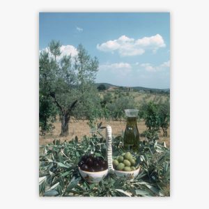 Tuscan Olive Grove